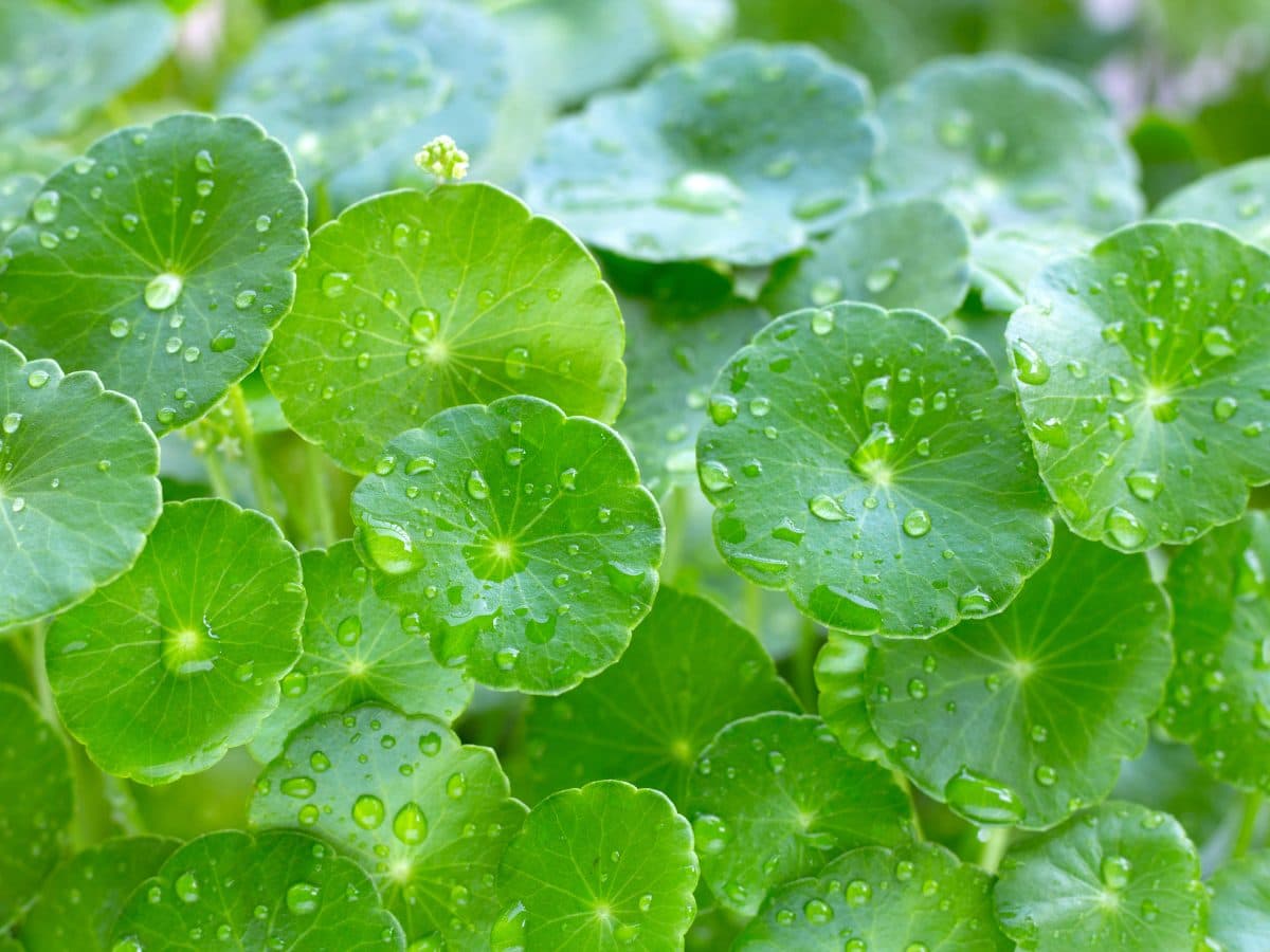 Centella asiatica v kosmetice: co umí pupečník asijský