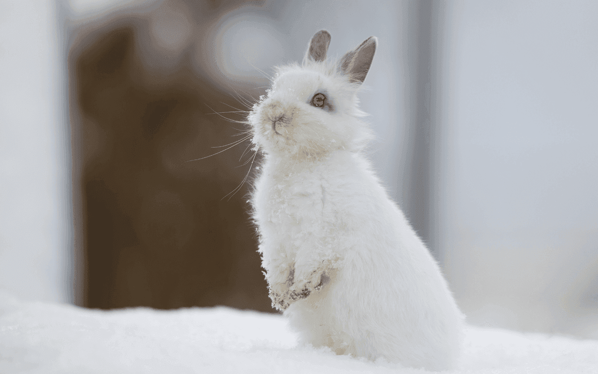 Cruelty‑free symbol (zajíček) na kosmetice z drogerie