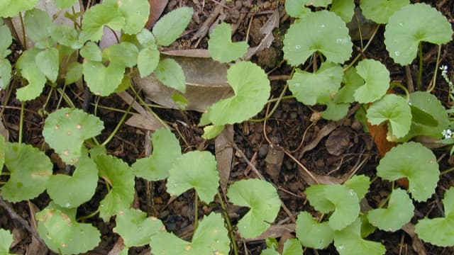 Rostlina pupečník asijský (Centella asiatica)