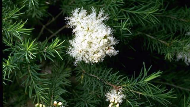 Listy čajovníku australského (Melaleuca alternifolia)