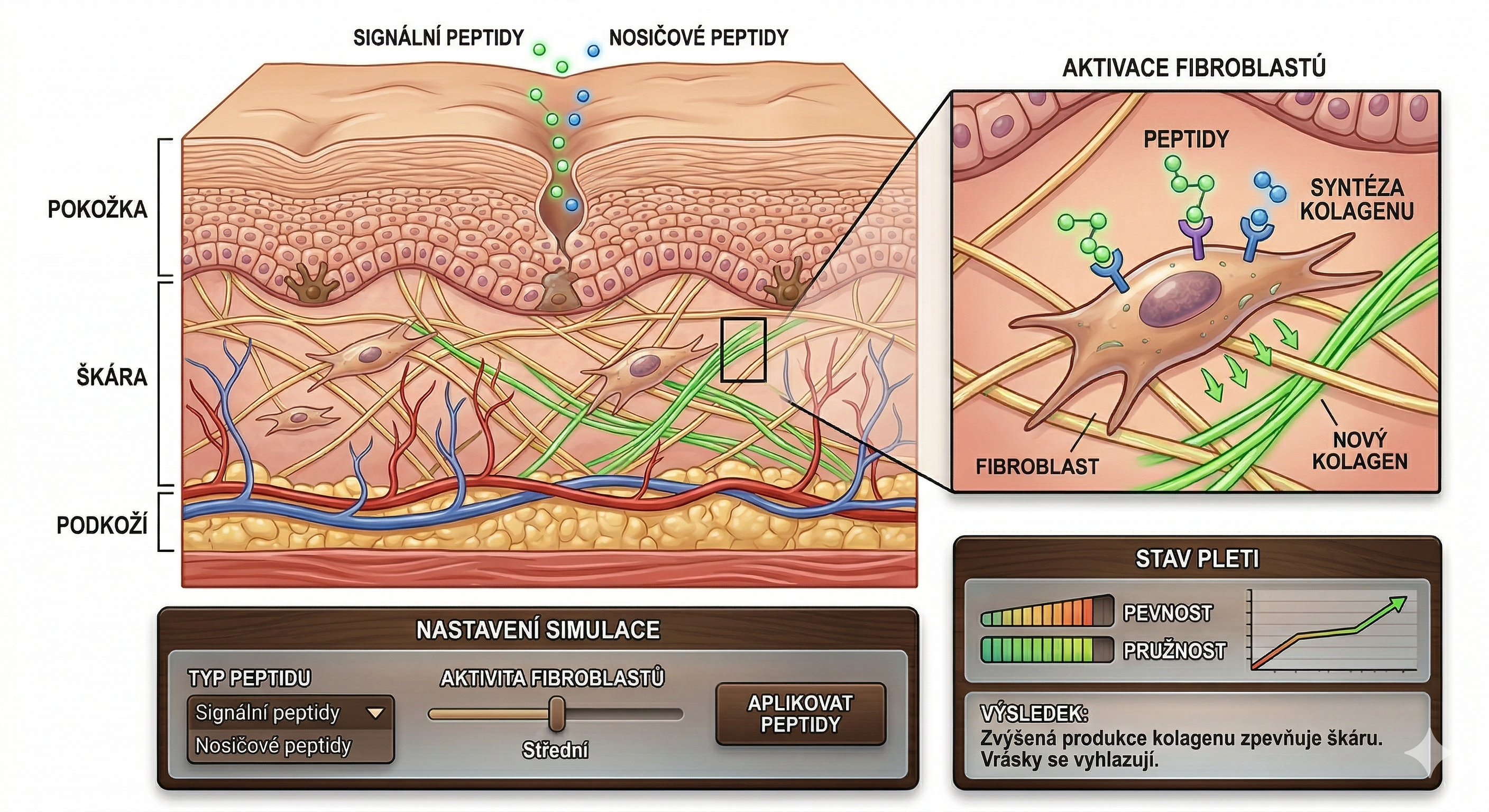 Jak peptidy stimulují obnovu pleti Schéma fungování peptidů v pokožce s vyznačenými vrstvami